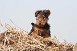 WELSH TERRIER 113